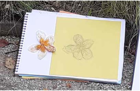 40_S25_Nature Sketching 40_S25_Nature Sketching