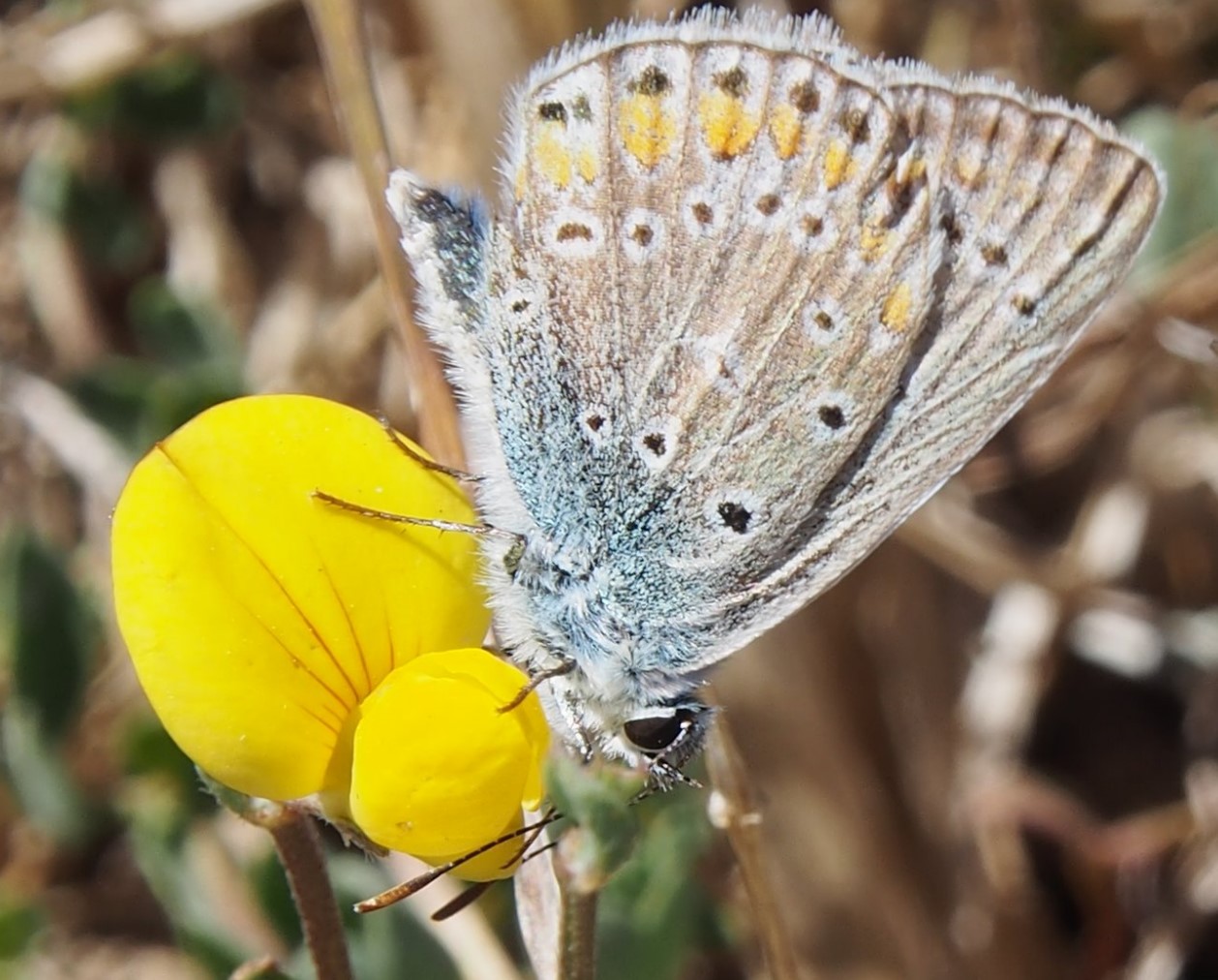 Schmetterling